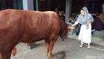 Ayu Ting Ting hingga Anang dan Ashanty Potong Kambing dan Sapi