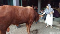 Ayu Ting Ting juga menyembelih sapi tahun ini. Berkurban menjadi hal rutin yang dilakukan pelantun Sambalado ini setiap Idul Adha. (Saras/detikhot)