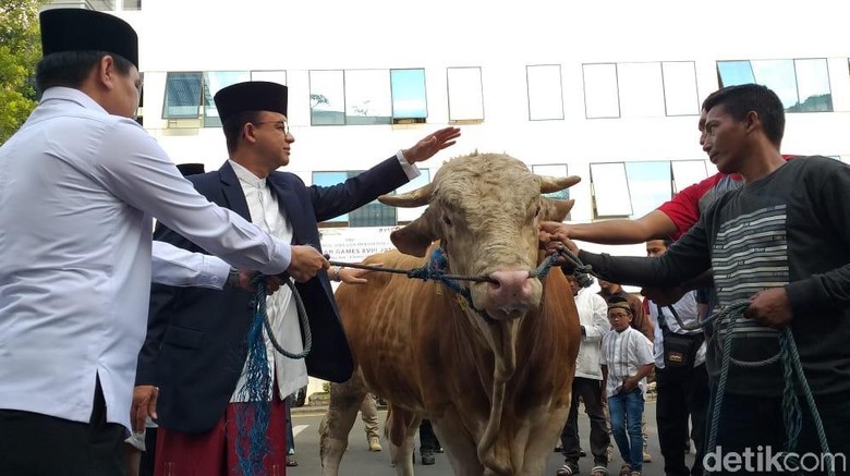 Anies Sumbang Sapi 1,2 Ton ke Masjid Balai Kota Anies Sumbang Sapi 1,2 Ton ke Masjid Balai Kota