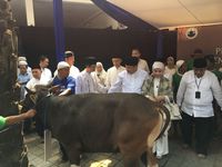 Sapi Limosin 500 Kg Jadi Kurban Gubernur BI