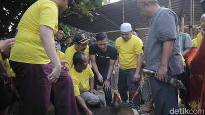 Ayu Ting Ting hingga Anang dan Ashanty Potong Kambing dan Sapi