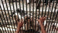 Beberapa ekor kambing yang akan dikurbankan.