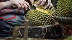 Ini Gagarin Nathaniel, Perenang Andalan Indonesia yang Doyan Durian