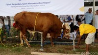 Khusus untuk para korban gempa Lombok, Mandiri group melalui yayasan Mandiri Amal Insani juga menyalurkan 17 ekor sapi dan 105 ekor kambing.