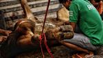 Begini Suasana Pemotongan Hewan Kurban di Warakas