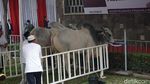 Penampakan Sapi Kurban Jokowi Seberat 1,5 Ton di Istiqlal