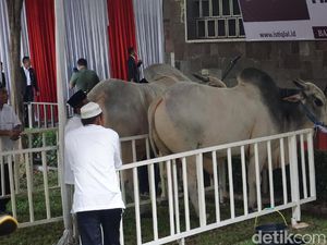 Penampakan Sapi Kurban Jokowi Seberat 1,5 Ton di Istiqlal