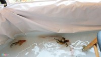 Meski begitu ada juga yang mengatakan kafe koi adalah bentuk eksploitasi terhadap hewan karena tidak sepatutnya ikan hidup di kolam yang dilalui banyak kaki manusia. Foto: Le Quan (Zing)