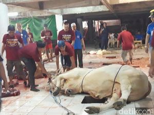 Sapi Kurban Jokowi di Surabaya Baru Disembelih Hari ini, Mengapa?
