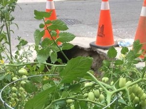 Lihat Lubang Jalanan Nganggur, Warga Malah Menjadikannya Kebun Tomat