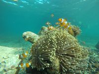 Taman Nemo Pulau Pahawang.