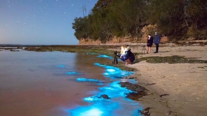 Fenomena Bioluminescence Spektakuler di NSW