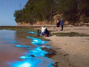 Fenomena Bioluminescence Spektakuler di NSW
