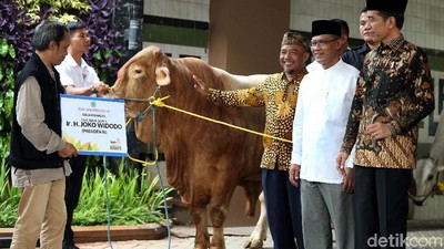Jokowi Serahkan Dua Sapi Limosin ke PP Muhammadiyah