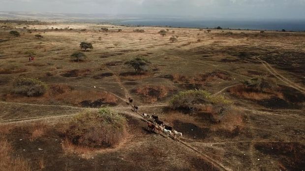 Puru Kambera Savana Puru Kambera