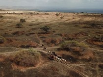 Savana Puru Kambera Sumba Timur, Afrika Kecil di Indonesia dengan Kuda Liar