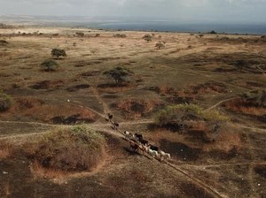 Savana Puru Kambera Sumba Timur, Afrika Kecil di Indonesia dengan Kuda Liar