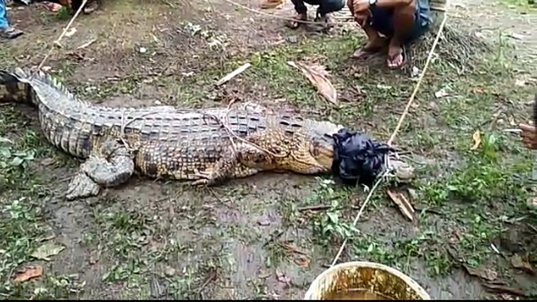 Buaya 1 Kuintal Diamankan Warga Jambi, Ini Penampakannya Buaya 1 Kuintal Diamankan Warga Jambi, Ini Penampakannya