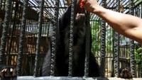 Mengutip Reuters, ada sekitar 50 hewan di kebun binatang Venezuela yang hampir mati karena kelaparan akibat sulitnya mendapat makanan dari pengurus.Dok.Reuters.