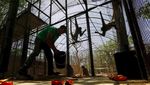 Sedih, Hewan Kebun Binatang Venezuela Kurus Gegara Krisis