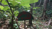 Salah satu contohnya adalah tanda Sasi Siri ini. Sasi adalah sebuah adat khusus di Papua yang berarti larangan untuk mengambil atau merusak sumber daya tertentu, dalam hal ini tumbuhan sirih. Bila dilanggar maka yang bersangkutan harus membayar dendanya. (Firdaus Anwar/detikTravel)