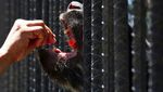 Sedih, Hewan Kebun Binatang Venezuela Kurus Gegara Krisis
