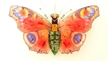 Cantik ya kupu-kupu ini. Foto: etsy.com