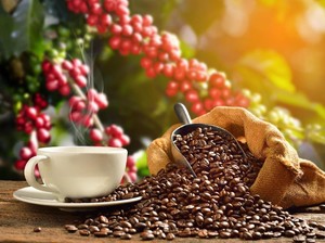 Pasang Surut Kopi Lampung