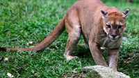 Di kebun binatang Caricuao seperti babi, tapir, kelinci dan burung tidak makan selama dua minggu.Dok.Reuters