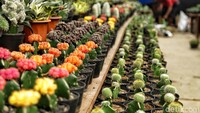 Berbagai tanaman hias dengan warna-warna yang cantik dipamerkan sepanjang acara tersebut, salah satunya adalah kaktus dengan berbagai ukuran dan warna.