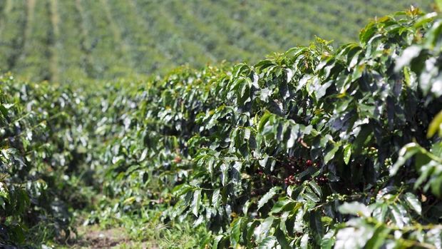 Kebun kopi Cup of coffee with smoke and coffee beans in burlap sack on coffee tree background