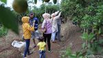 Foto: Kebun Jeruk di Bandung yang Asyik Untuk Piknik