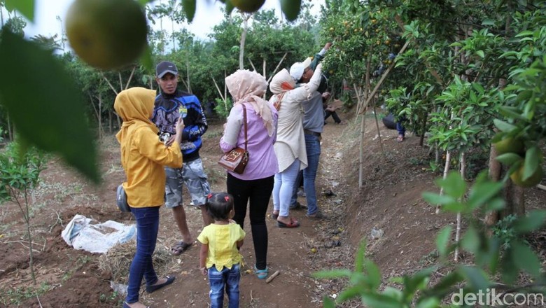 Piknik Bersama Keluarga Di Kebun Jeruk Jersey Bandung Piknik Bersama Keluarga Di Kebun Jeruk Jersey Bandung