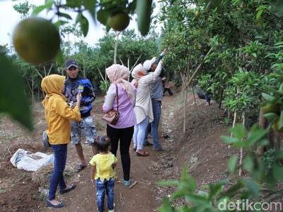 Agrowisata Kebun Jeruk di Bandung, Menar ik Tapi Minim Fasilitas Agrowisata Kebun Jeruk di Bandung, Menarik Tapi Minim Fasilitas