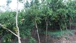 Foto: Kebun Jeruk di Bandung yang Asyik Untuk Piknik