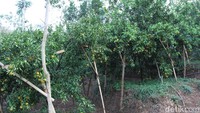 Obyek wisata petik jeruk ini dinamai Kebun Jeruk Jersey. Destinasi piknik ini berlokasi di Kampung Ciraab Kidul, Desa Sidangsari, Kecamatan Paseh, Kabupaten Bandung. (Wisma Putra/detikTravel)