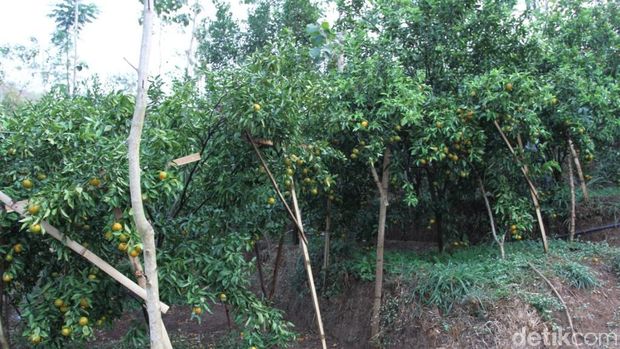 Kebun Jeruk Jersey