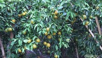 Ratusan pohon jeruk itu ditanam di atas lereng gunung, setiap pohonnya memiliki banyak buah yang lebat. (Wisma Putra/detikTravel)