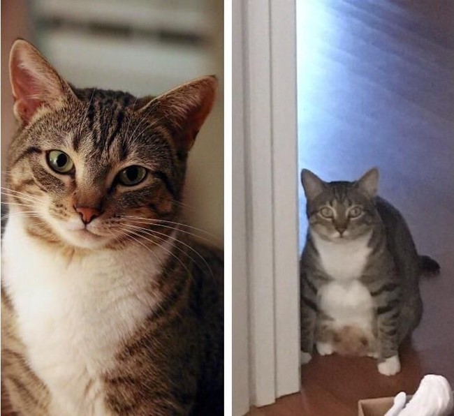 Sama-sama menggemaskan tapi dengan sudut foto yang tepat Anda bisa terlihat lebih fotogenik seperti kucing ini. Foto:lswaff1117/Reddit  