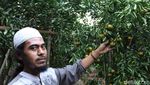 Foto: Kebun Jeruk di Bandung yang Asyik Untuk Piknik