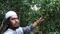 Kebun jeruk ini dikelola sendiri oleh Mamah Rohamah (50), kadang dibantu oleh adik dan sanak keluarganya untuk merawat atau sekedar menyiram ratusan pohon jeruk itu. (Wisma Putra/detikTravel)