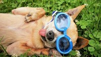 Lazimnya kacamata dibuat untuk dipakai manusia, yang satu ini malah dibuat untuk anjing. Tapi jangan salah, meski terlihat konyol, dia mampu menghasilkan jutaan dolar. Istimewa/Therichest.