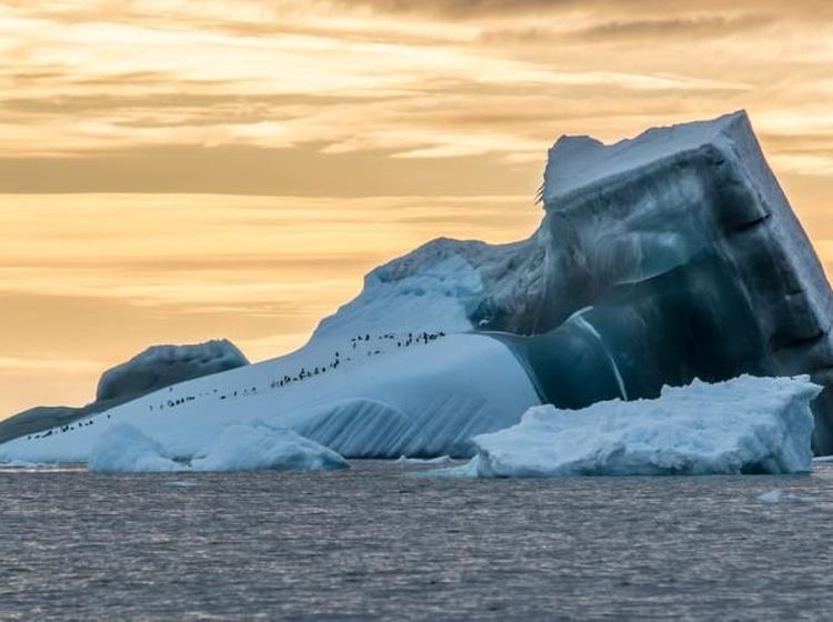 Menyelami Kehidupan Bawah Laut Antartika