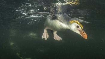 Karya Justin Gilligan. Foto: The Guardian