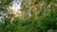 Waktu yang dibutuhkan untuk mendaki Tugu Gunung Sawal sekitar 40 menit. Sejauh mata memandang, nuansa hijau yang sejuk dan asri akan menemani traveler. (Dadang/detikTravel)