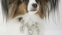Kalung leher anjing ini dijual US$ 3,2 juta atau Rp 46,4 miliar, terbuat dari emas putih 18 karat. Namun dengan kalung leher semahal itu, bakal menjadi incaran penjahat. Istimewa/therichest.com.