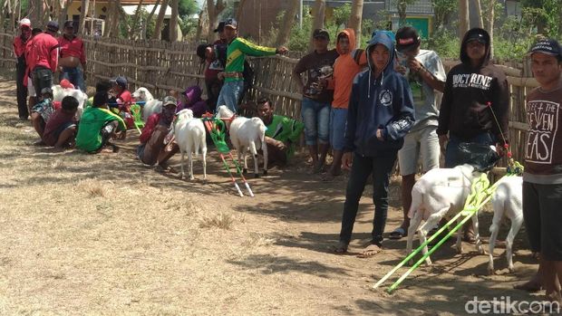 Serunya Kerapan Kambing di Probolinggo Sekaligus Ajang Silaturahmi Warga