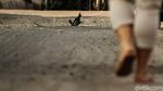 Ngeri! Ada Kabel Nongol di Jalan Panglima Polim