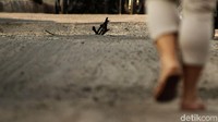 Begini penampakan kabel yang nongol di tengah jalan, Senin (27/8/2018).