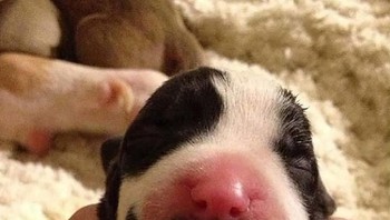 Gemasin banget! Anak anjing ini punya kumis bak manusia. (Foto: Brightside)